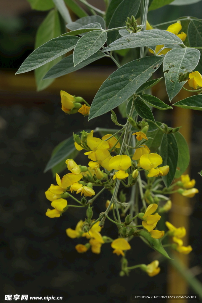 木豆花 