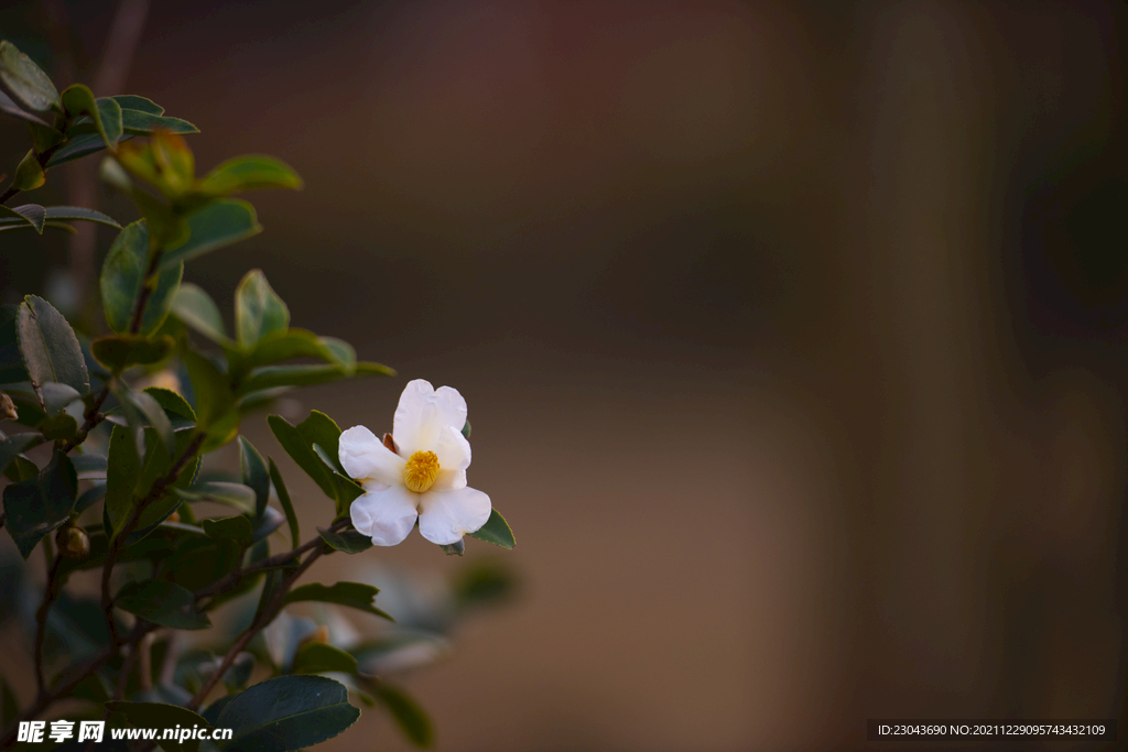 茶花