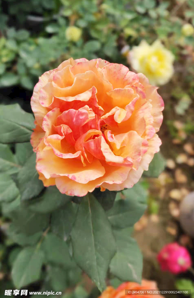 花