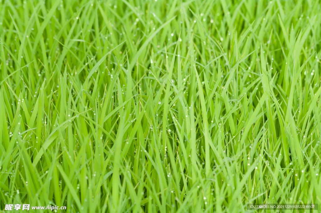 水稻 