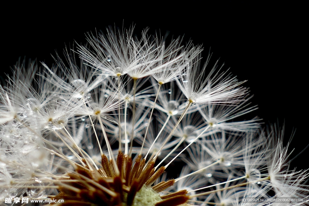 蒲公英特写 