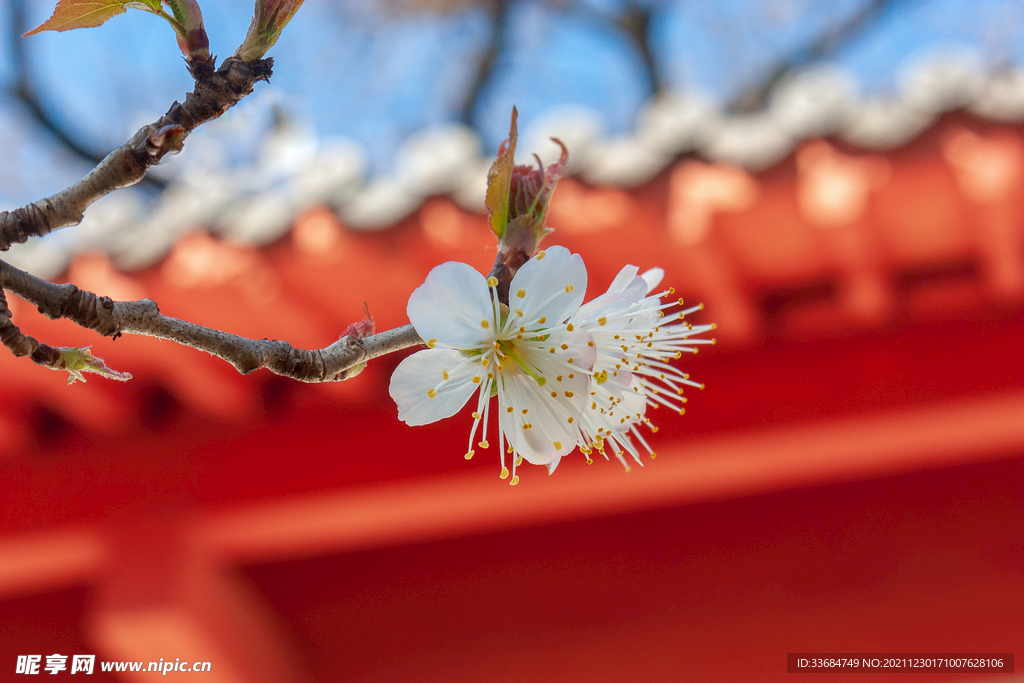 樱桃花 古建筑 古典 背景