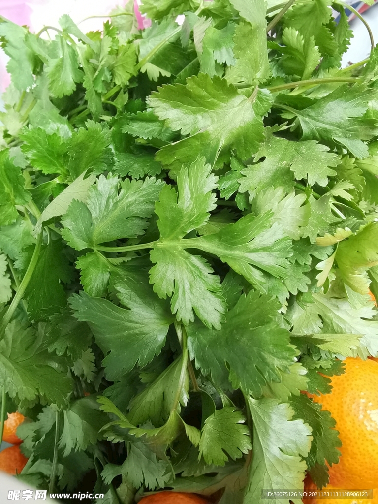 香菜