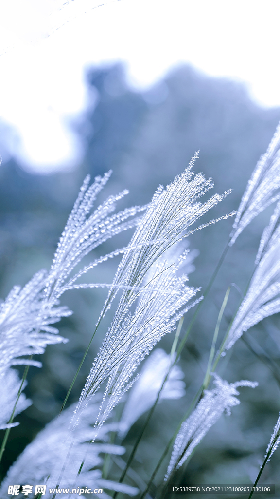 芦荻花