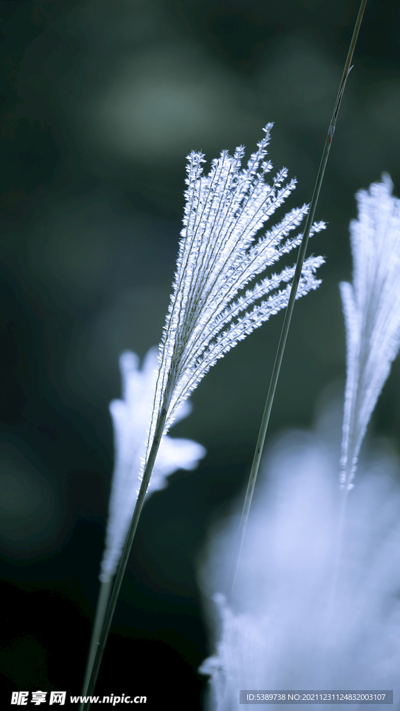 荻花
