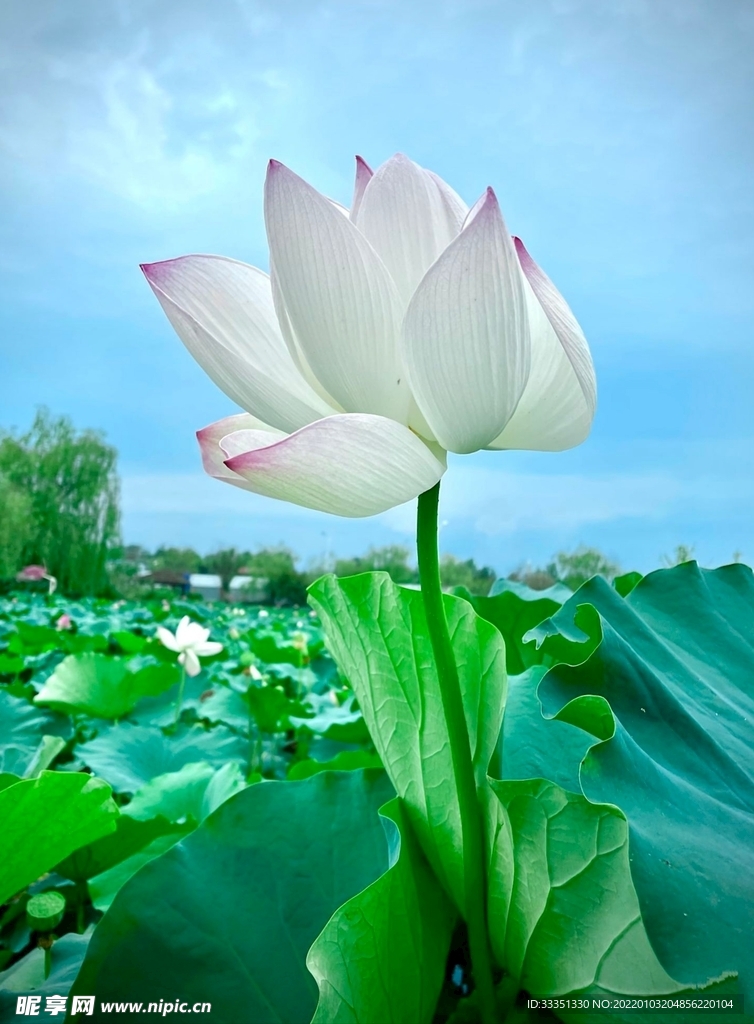 白莲花