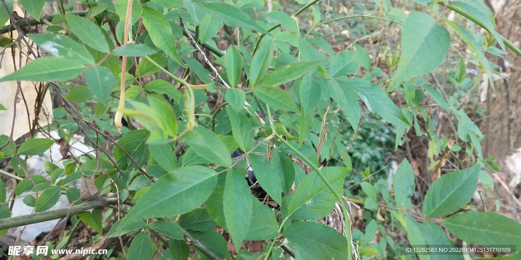 小果蔷薇图片