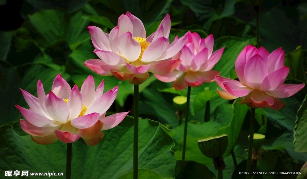 清新脱俗的荷花图片