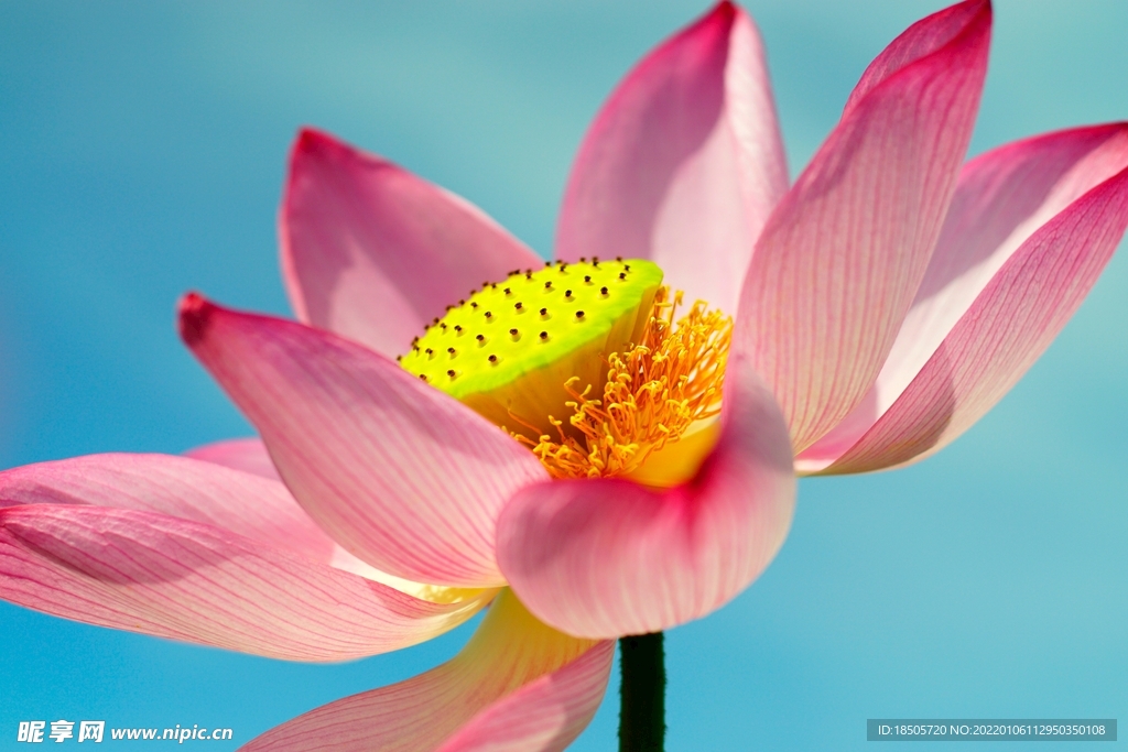 清新脱俗的荷花图片