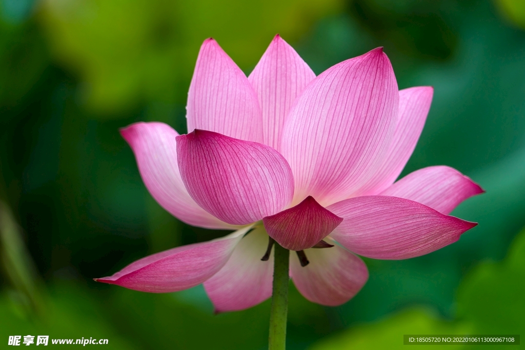 清新脱俗的荷花图片