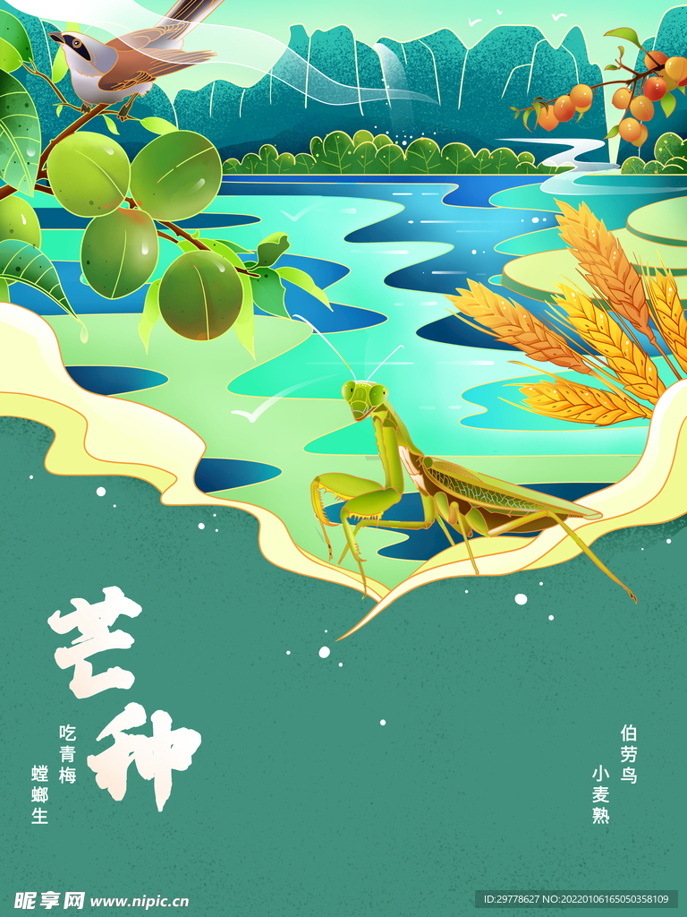 24节气海报 芒种