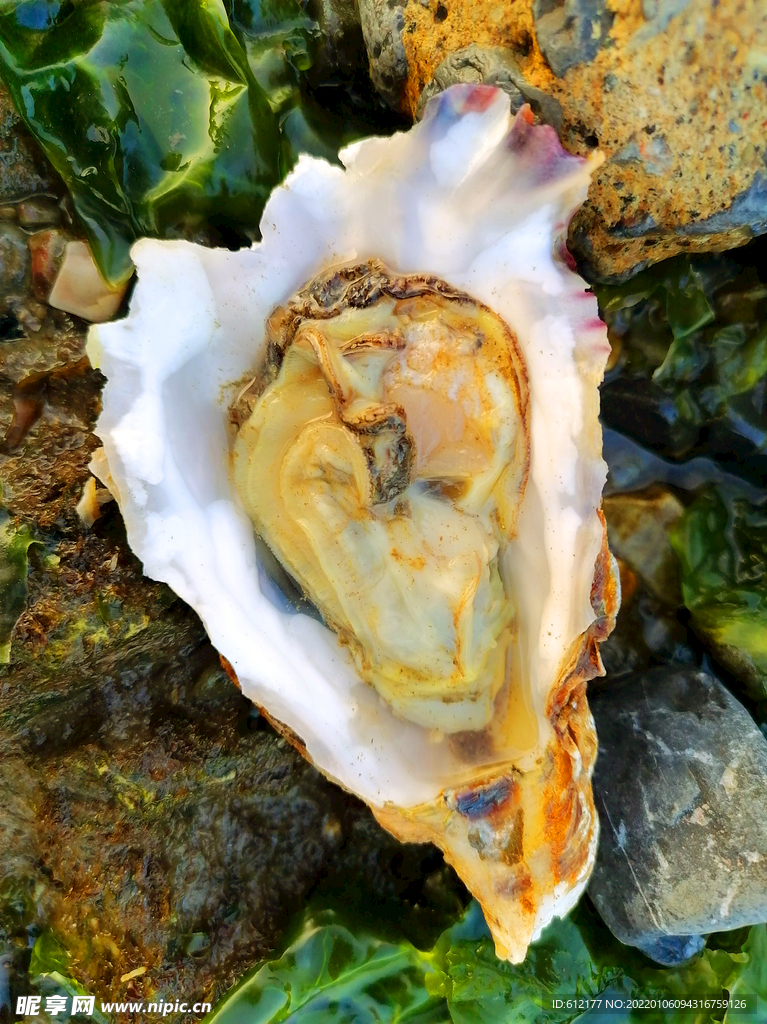 海边的新鲜牡蛎