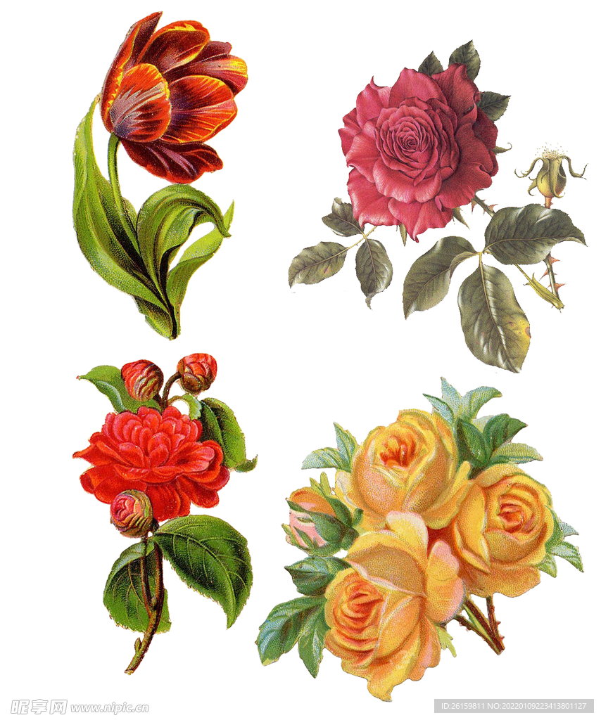  花素材   
