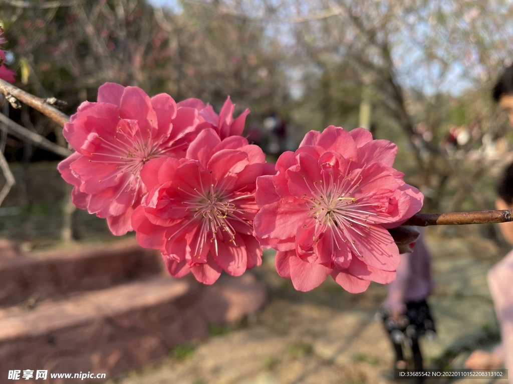 桃花
