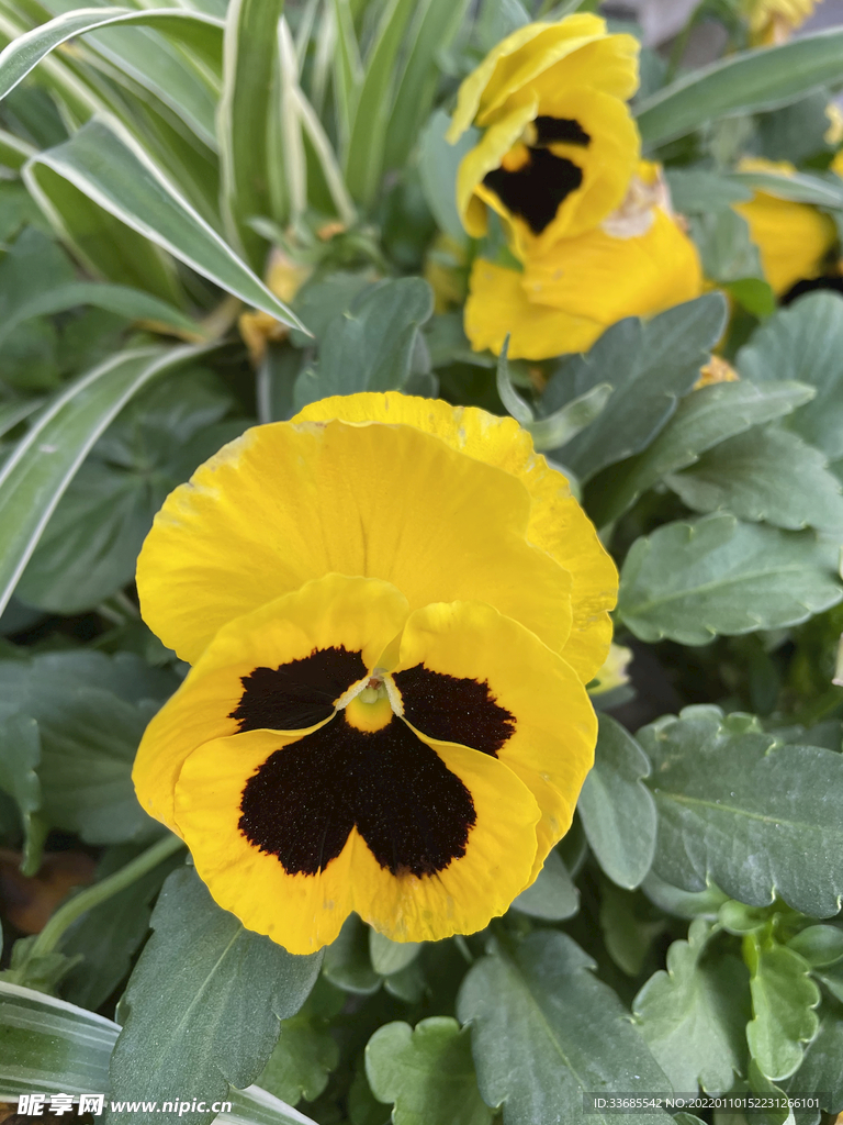 花
