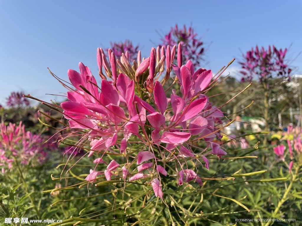 花