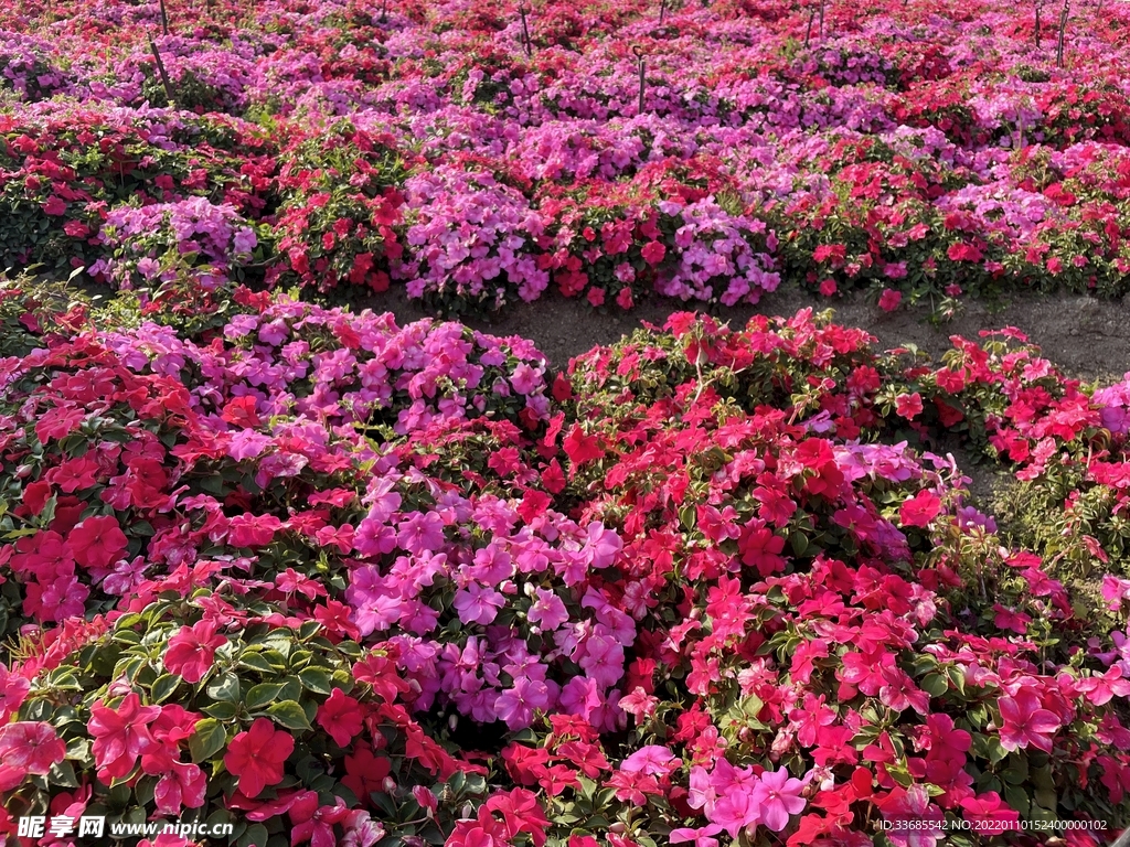 花海