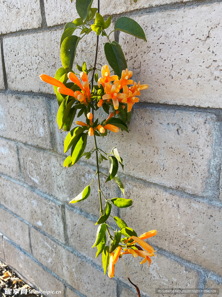 凌霄花