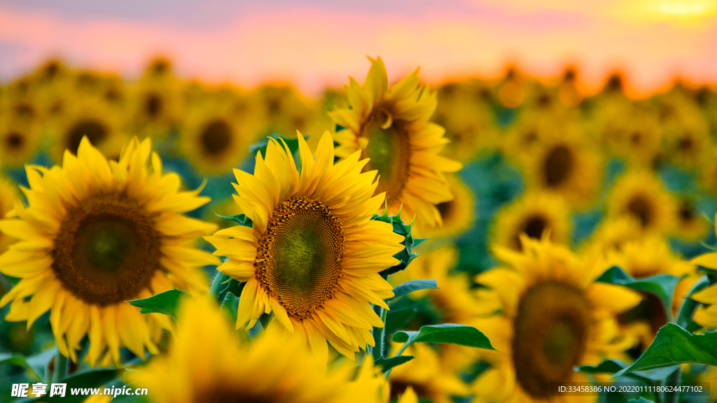 向日葵写真壁纸