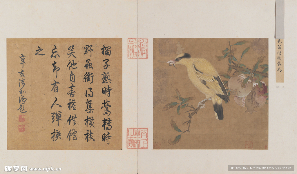 榴枝黄鸟