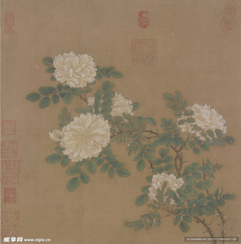 白蔷薇
