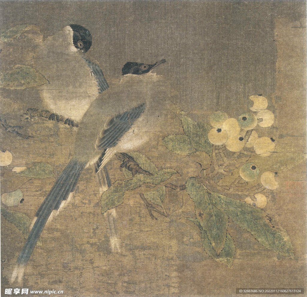 山鹊枇杷