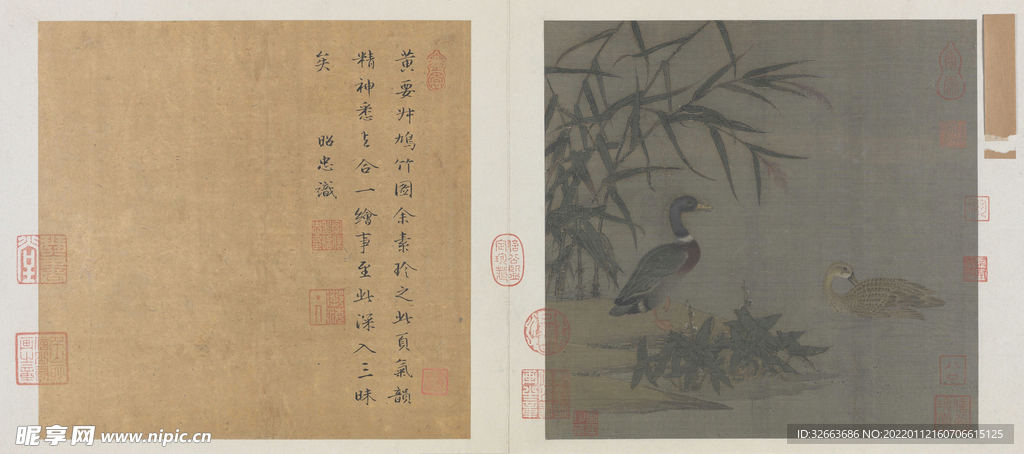 溪芦野鸭