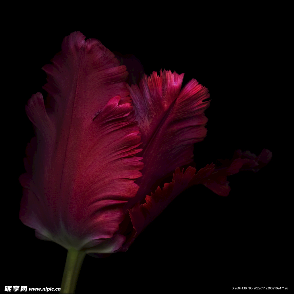 红花