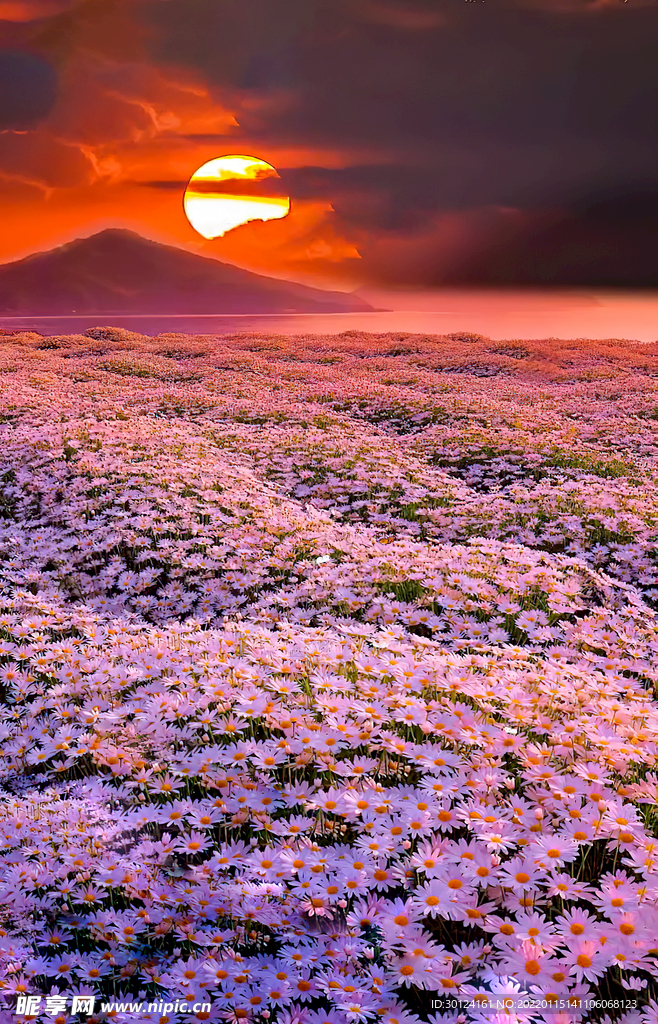 花海