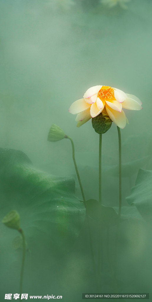 荷花