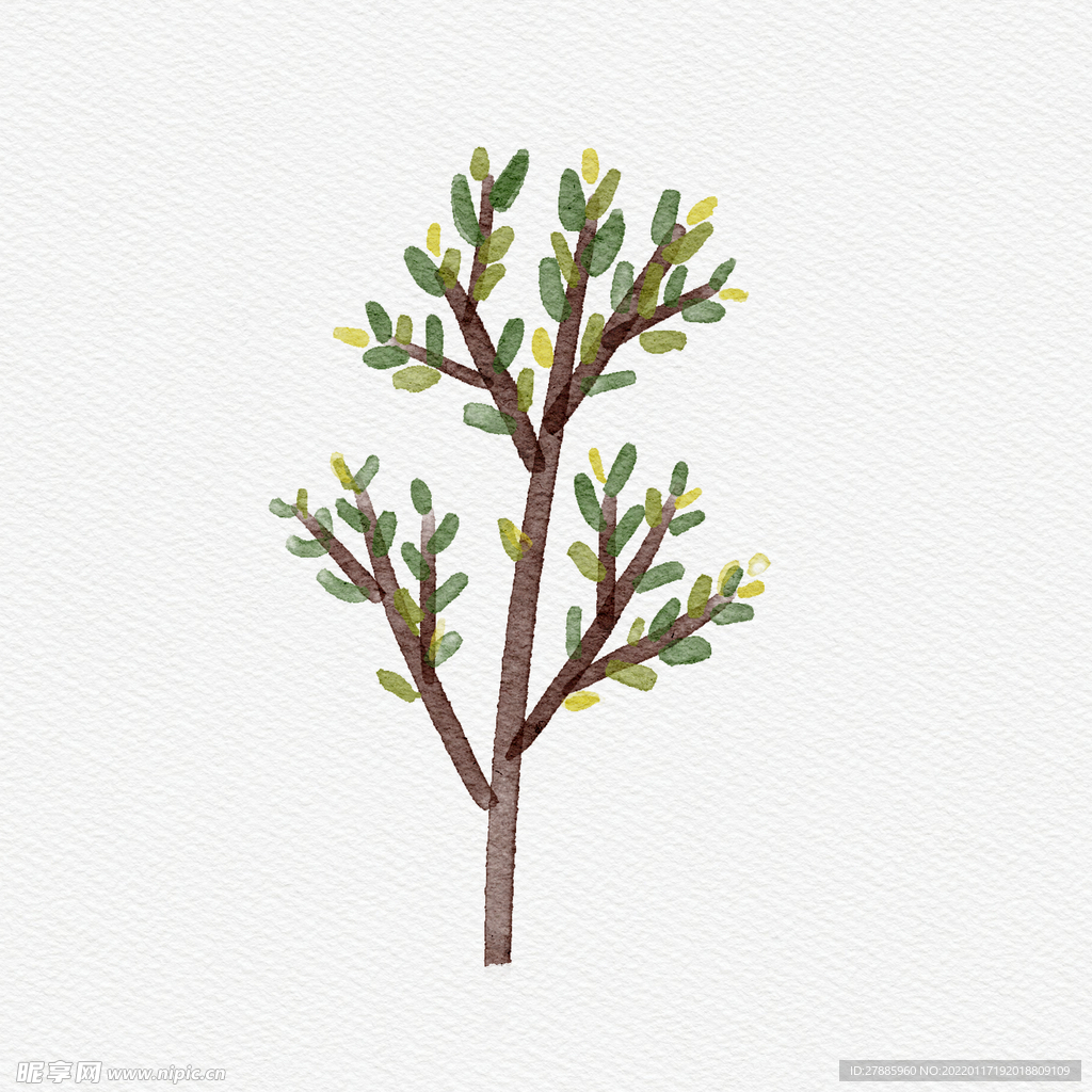 水彩植物