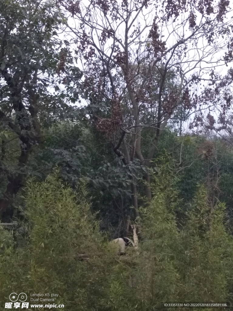 成都熊猫基地  
