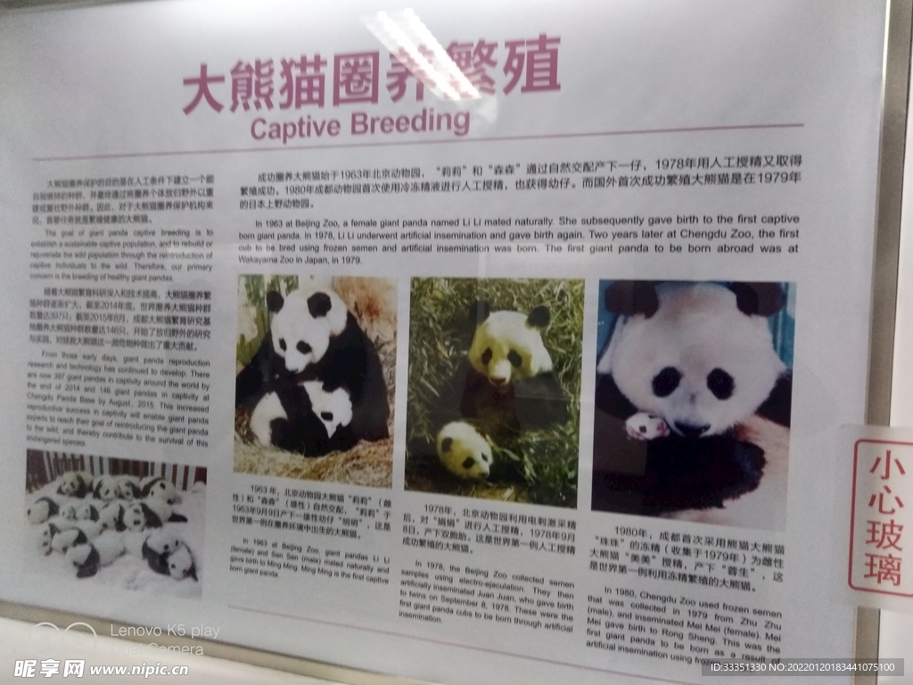 成都熊猫基地