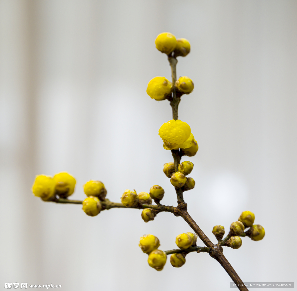 蜡梅花高清大图 