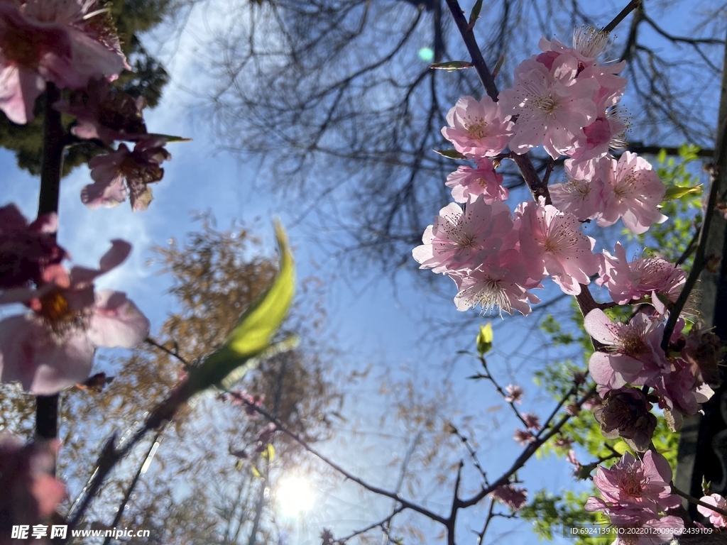 花