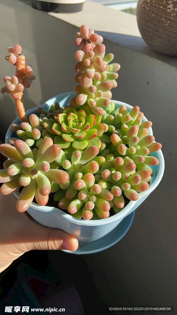 多肉植物