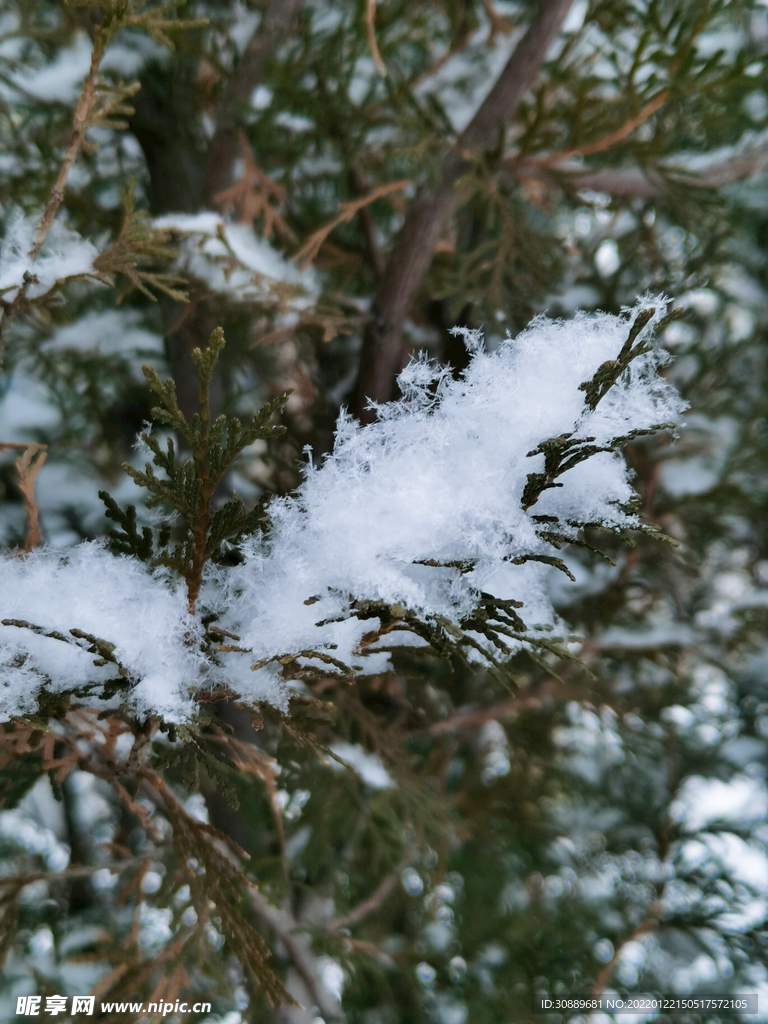 雪