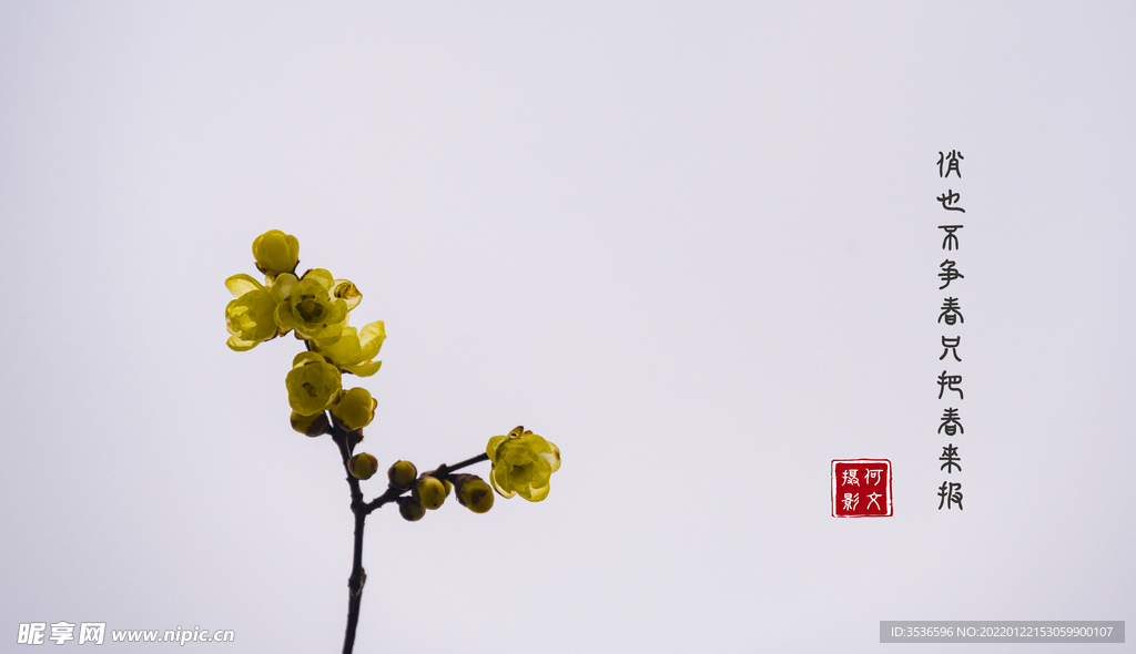 蜡梅俏也不争春