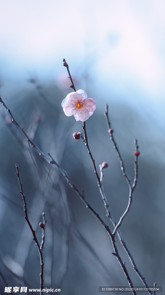 梅花