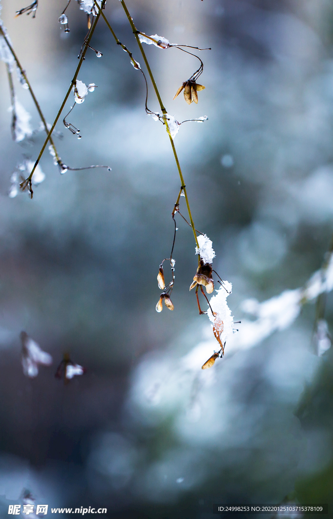 雪中腊梅