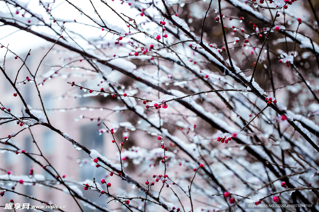 雪中红梅