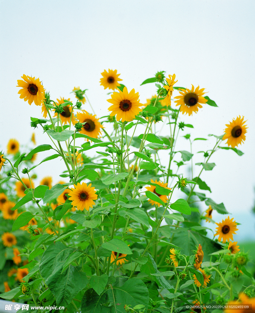 向日葵花丛
