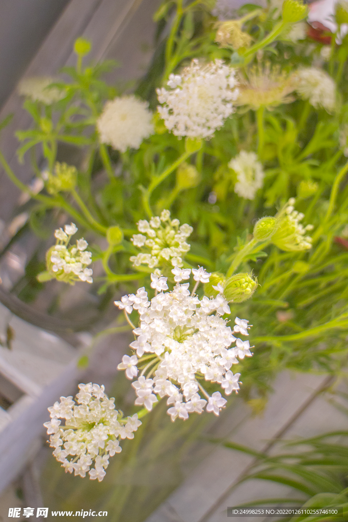 植物 花卉 花朵 鲜花
