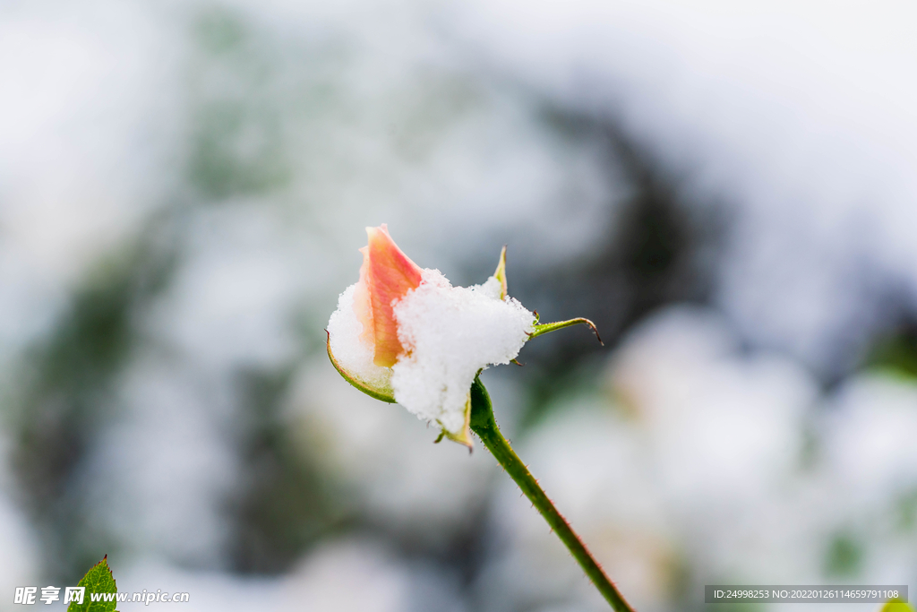 冬季雪景 雪下的花朵