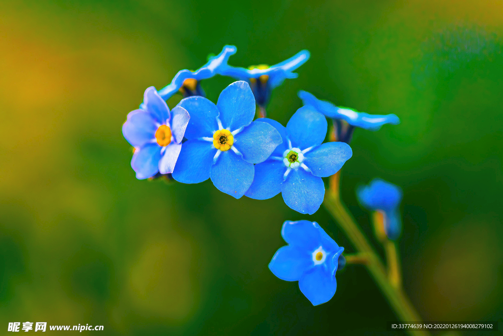 蓝色花朵微距摄影