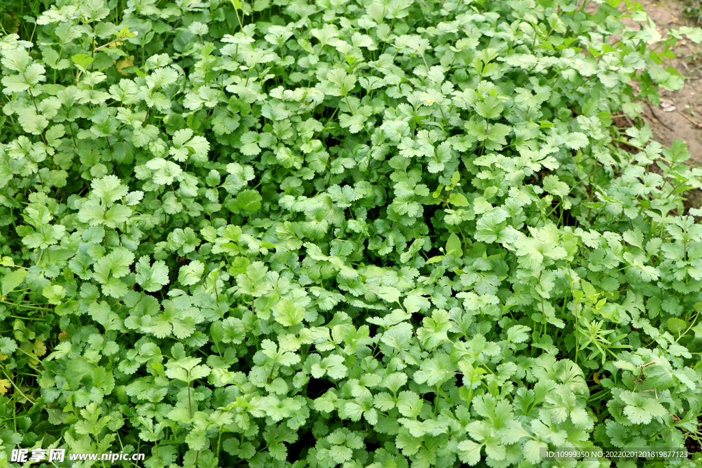 高清香菜