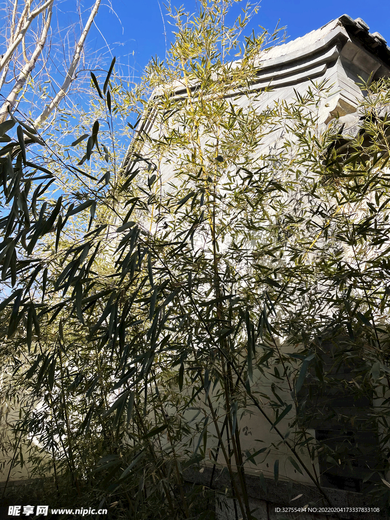 竹林