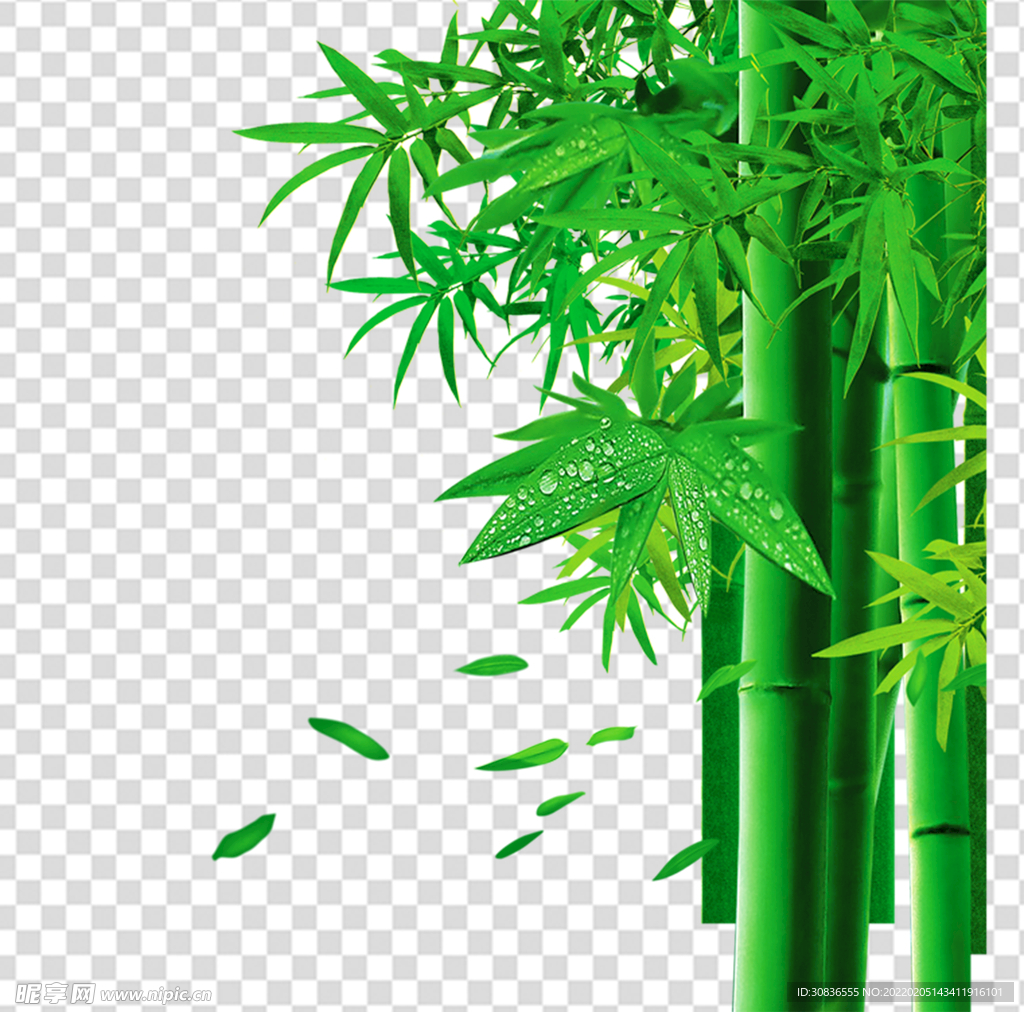 竹子 