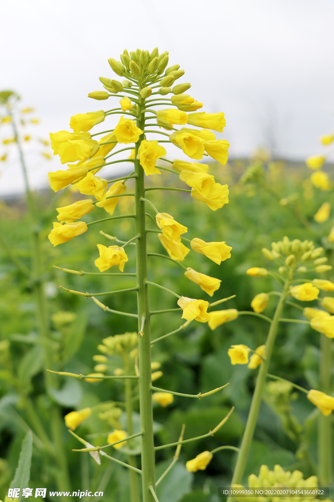 油菜花