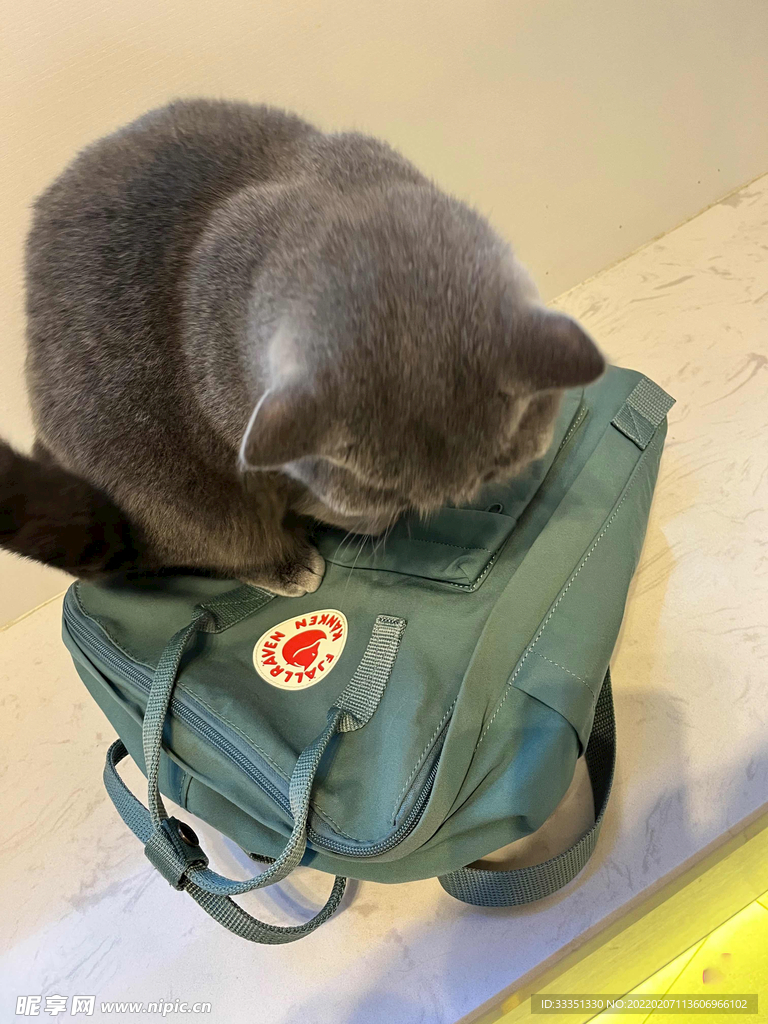 小黑猫